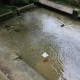 Laroche Saint Cydroine-lavoir 2 dans le bourg