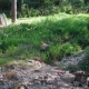 Sens Beaujeu dans le Cher-lavoir 9 dans hameau Pigeonnerie par Jean Louis Riffet