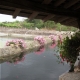 Chaudefonds sur Layon en Maine et Loire-lavoir 1 par Patrice Coutaud