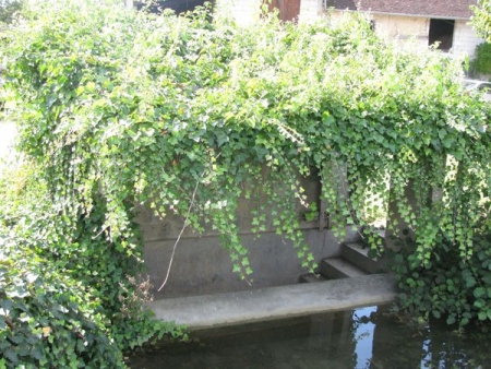 Ruffey sur Seille-lavoir 2
